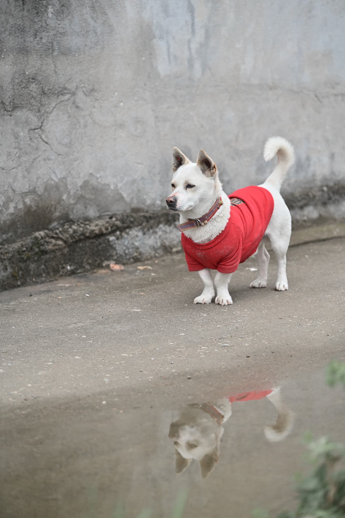 Pet photography cover